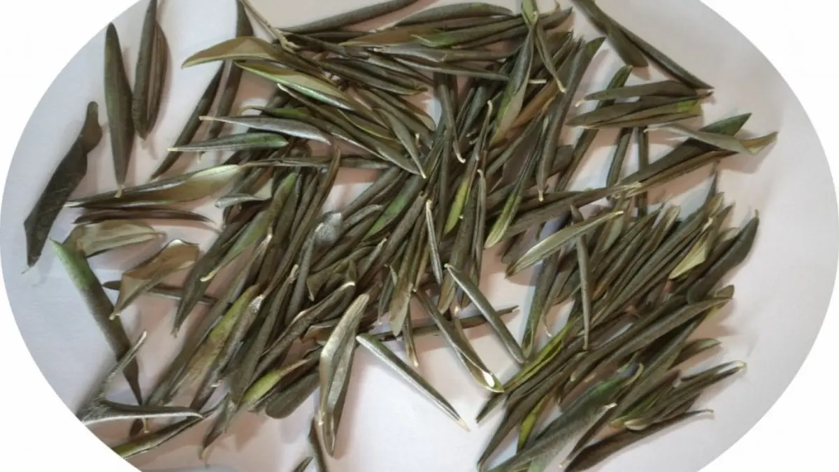 Feuilles d'olivier séchées