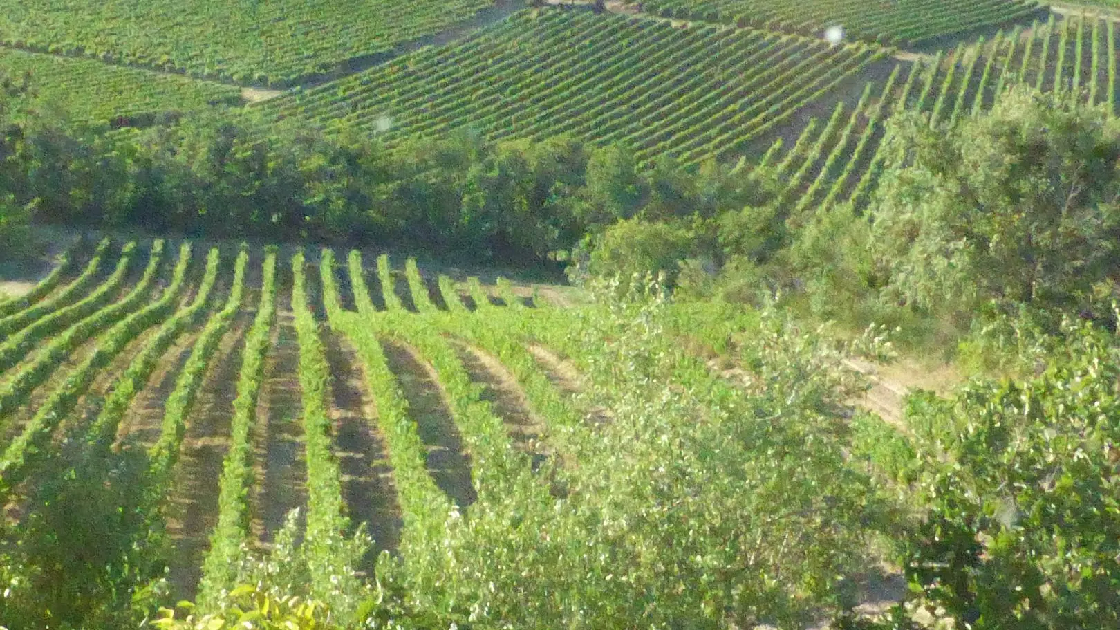 Au Pied du Figuier - vignes