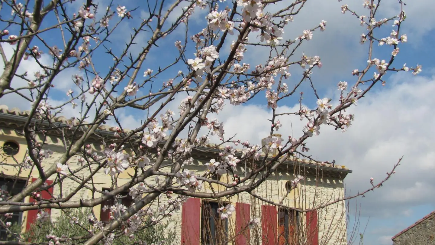 Au Pied du Figuier - vue maison