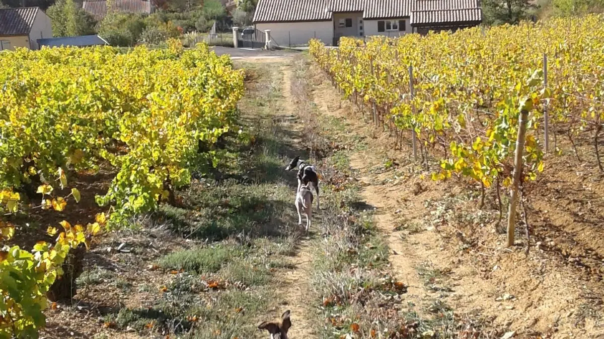 maisondeslevriers_vignes_EEV