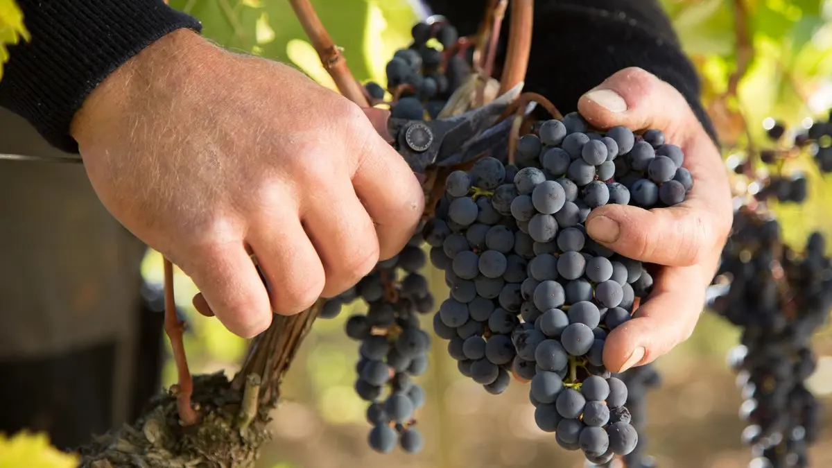 DOMAINE DE BARONARQUES