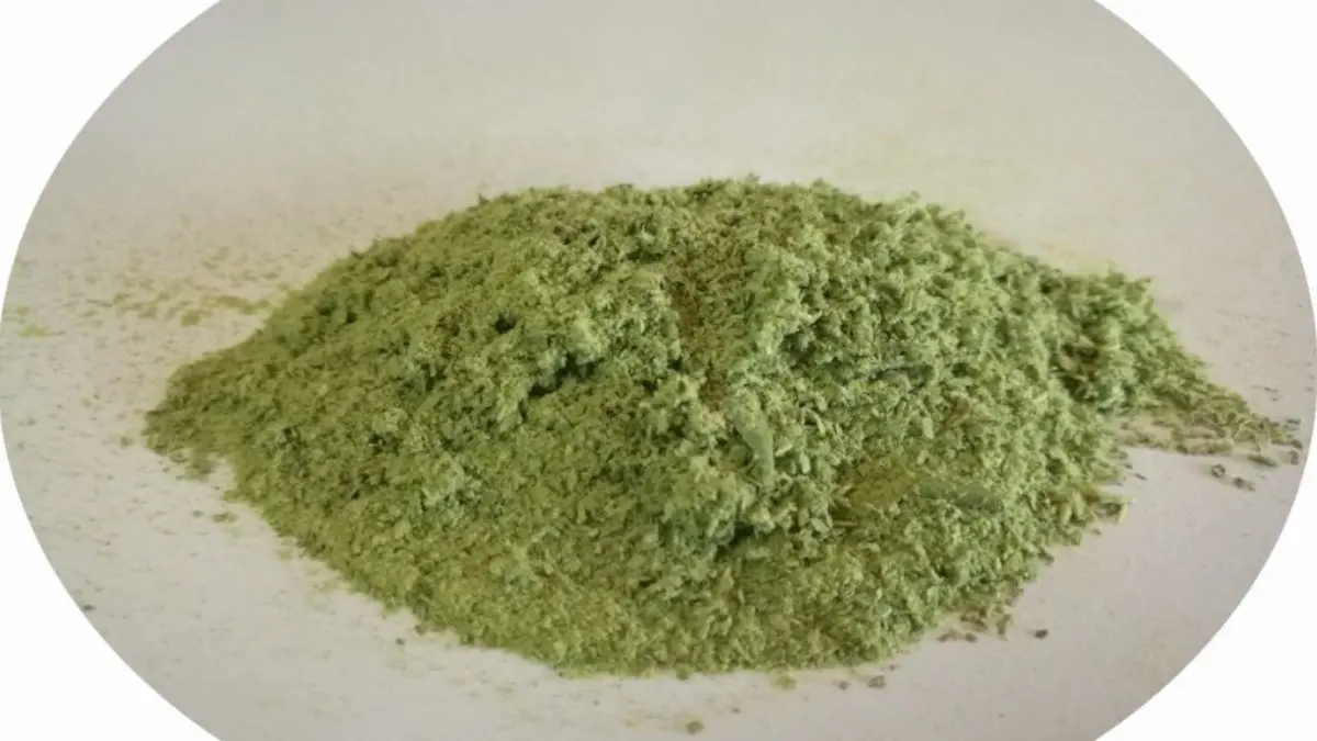 Poudre de feuilles d'olivier