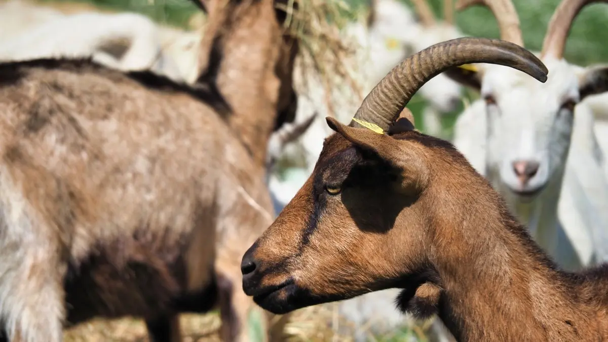 DOMAINE DE SOUSTROBE