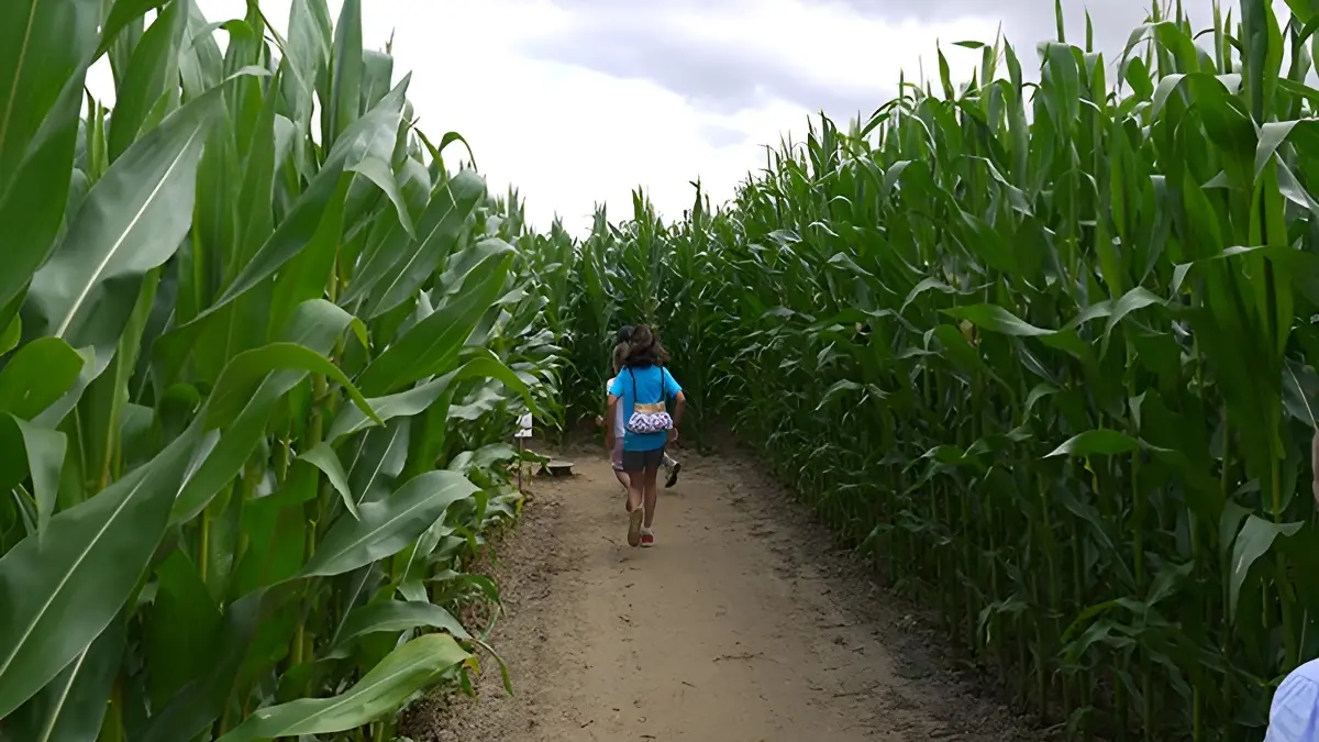 Labyrinthe de Honfleur©Ass Labyrinthes Normandie photo 3b - Copie