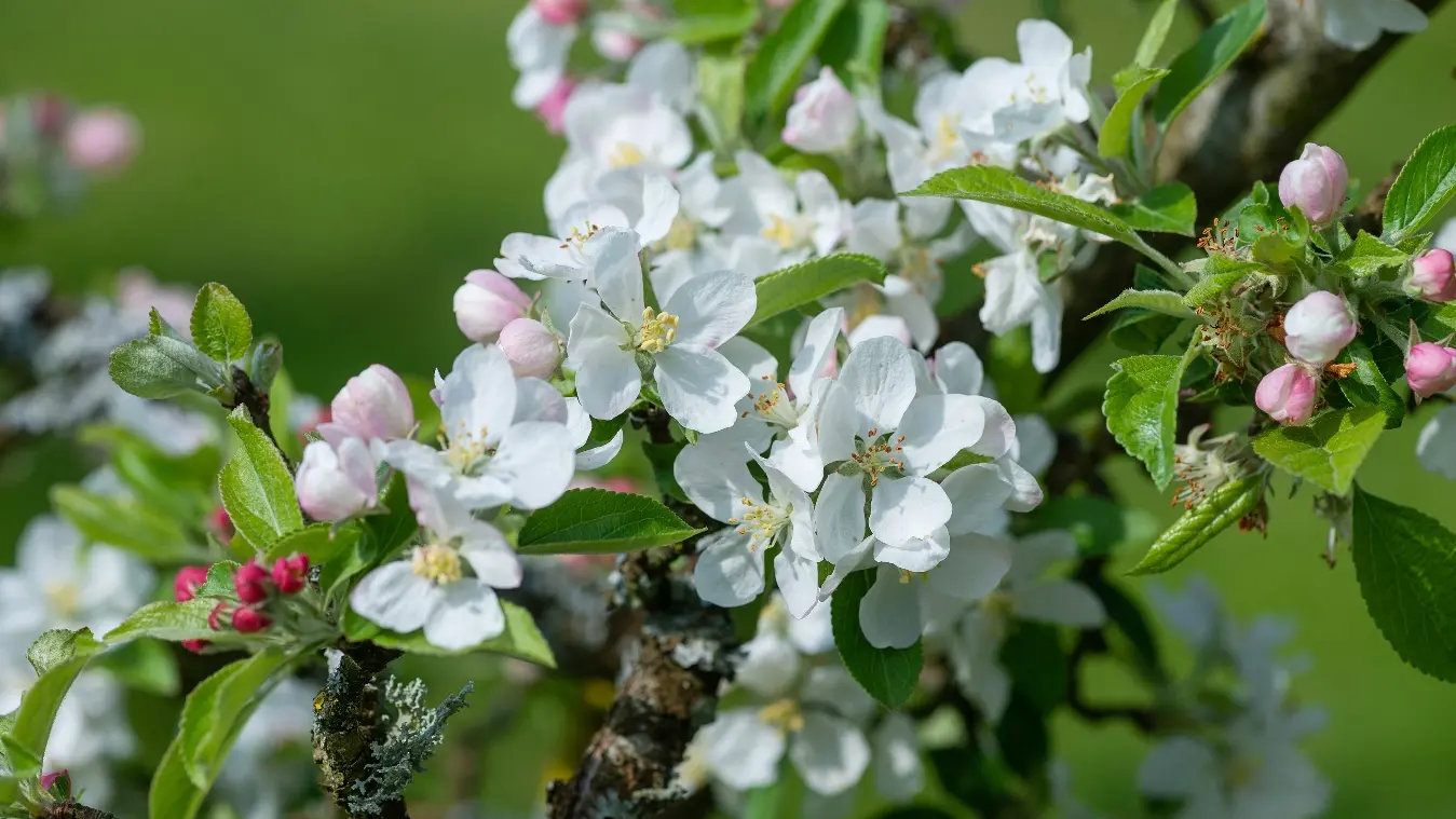 Fleur de pommier