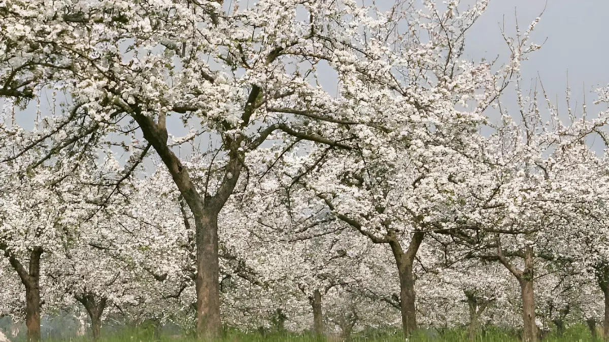 Calvados Pierre Huet (3)