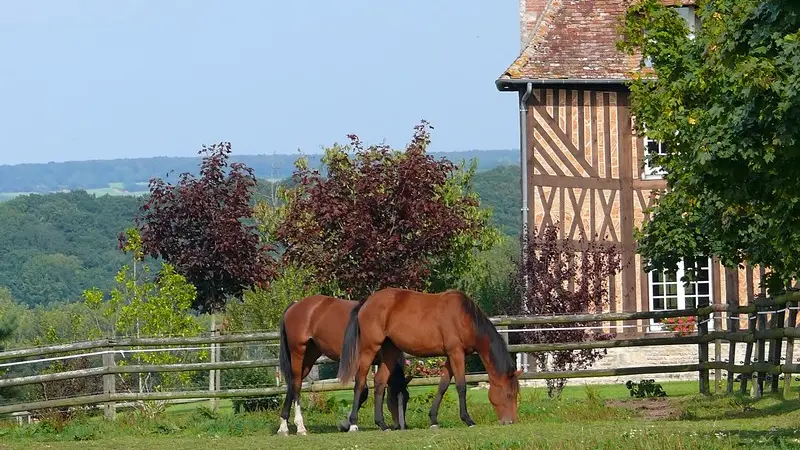 Cheval-Loic-Durand-Calvados-Attractivite