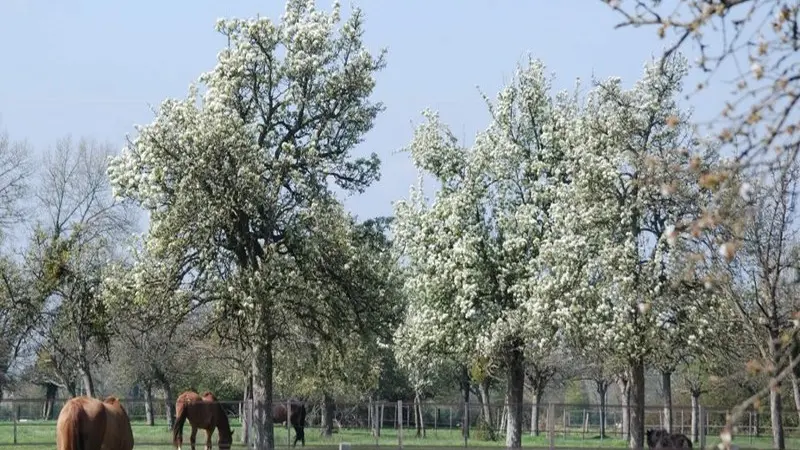 Ecuries du Pressoir Les Monceaux