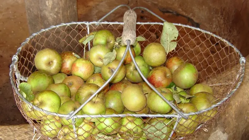 Panier de pommes © V Hublin