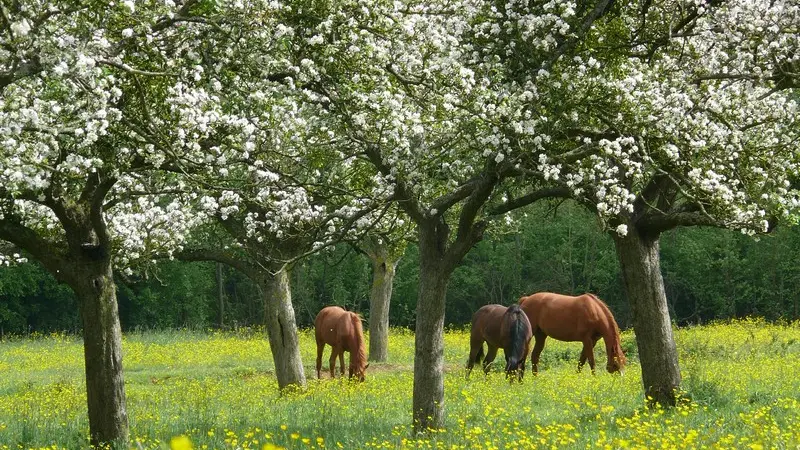 Pommiers-Loic-Durand-Calvados-Attractivite-1