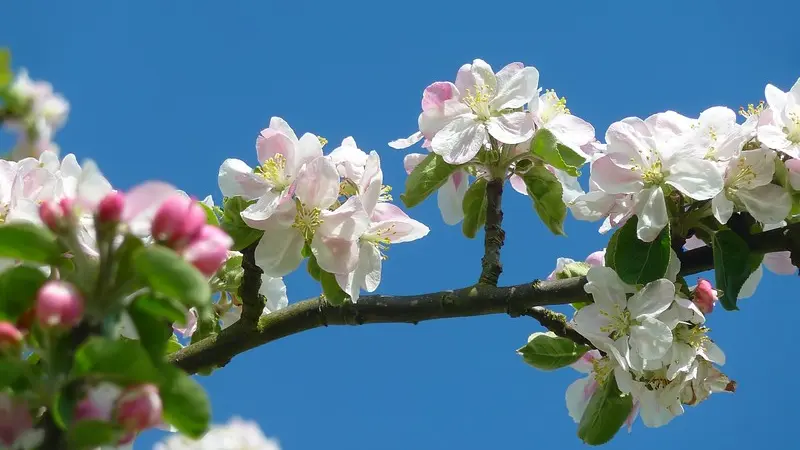 Pommiers-Loic-Durand-Calvados-Attractivite6