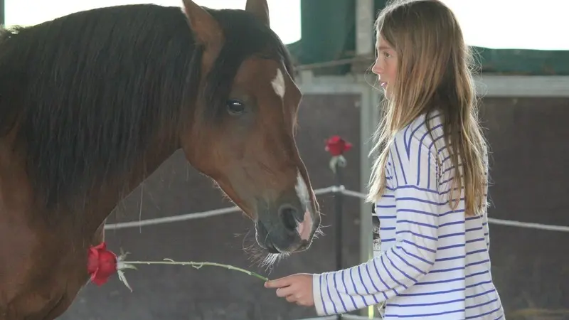 Poney Club du Moulin Bourg Ouilly du Houley cheval