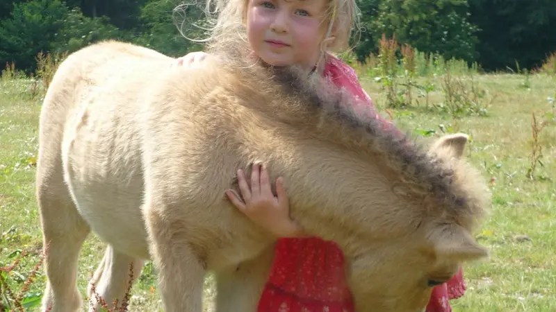 Poney Club du Moulin Bourg Ouilly du Houley poney