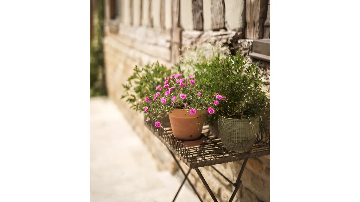 Tresor-Domaine-le-coq-enchante - 1