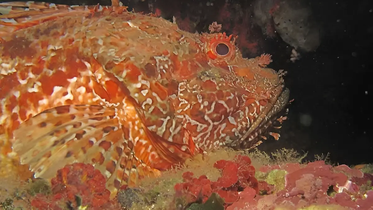 découverte de la faune et flore en plongée