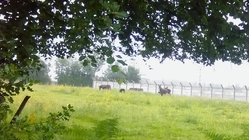 ruisseau-du-moulin-de-bailleul-Coquainvilliers5