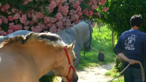 4 Poney club du moulin 500px