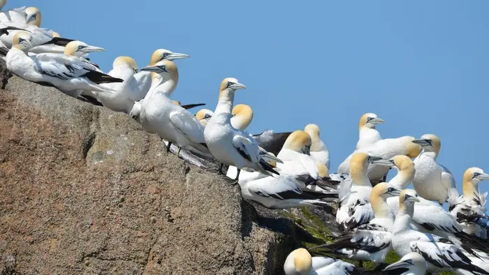 Fous de bassan, Perros-Guirec, Côtes d'Armor