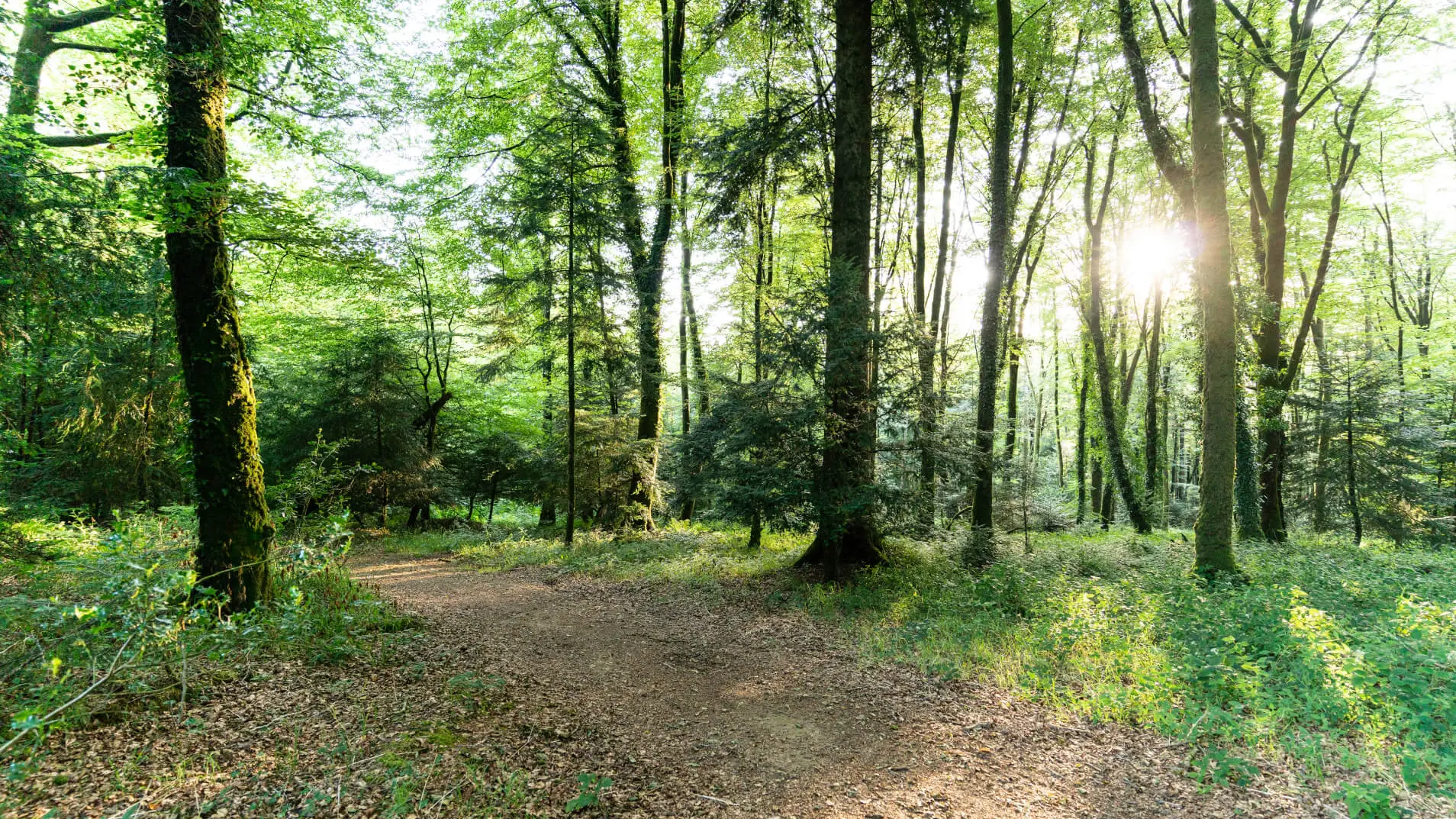 07-beffou© La Lanterne (5)