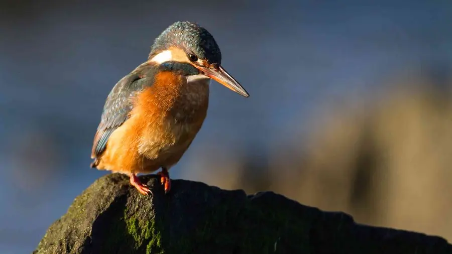 Un martin pêcheur du Léguer