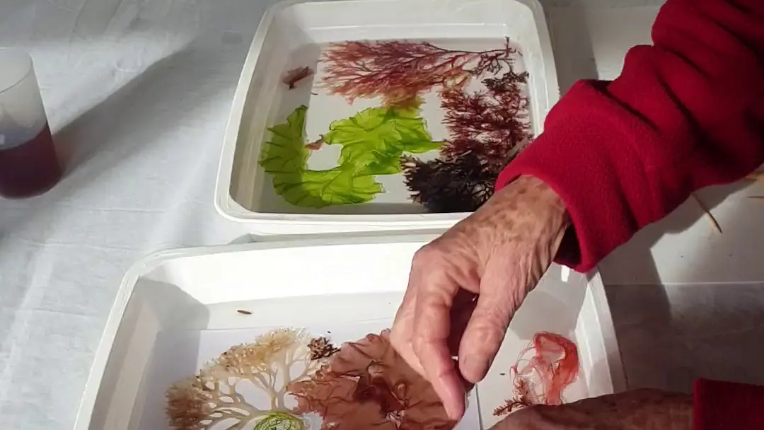 Algues  atelier créatif  -  Escapade Glaz Bretagne  (2)