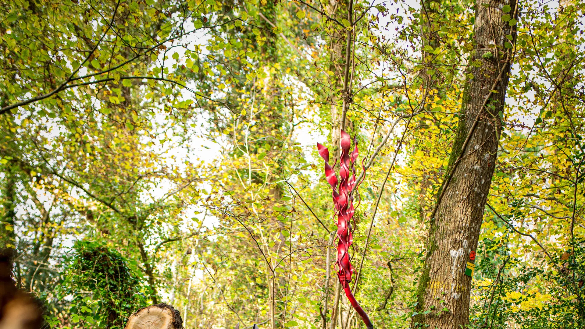 Le chien à longue queue rôde
