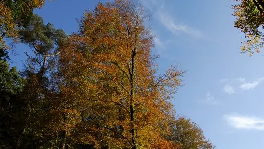 La forêt de Beffou