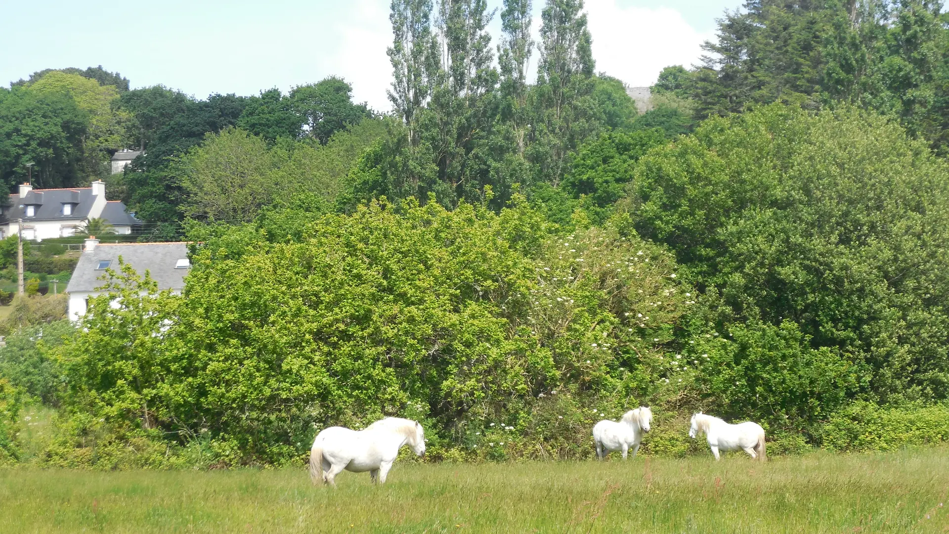 Chevaux marais Trestel