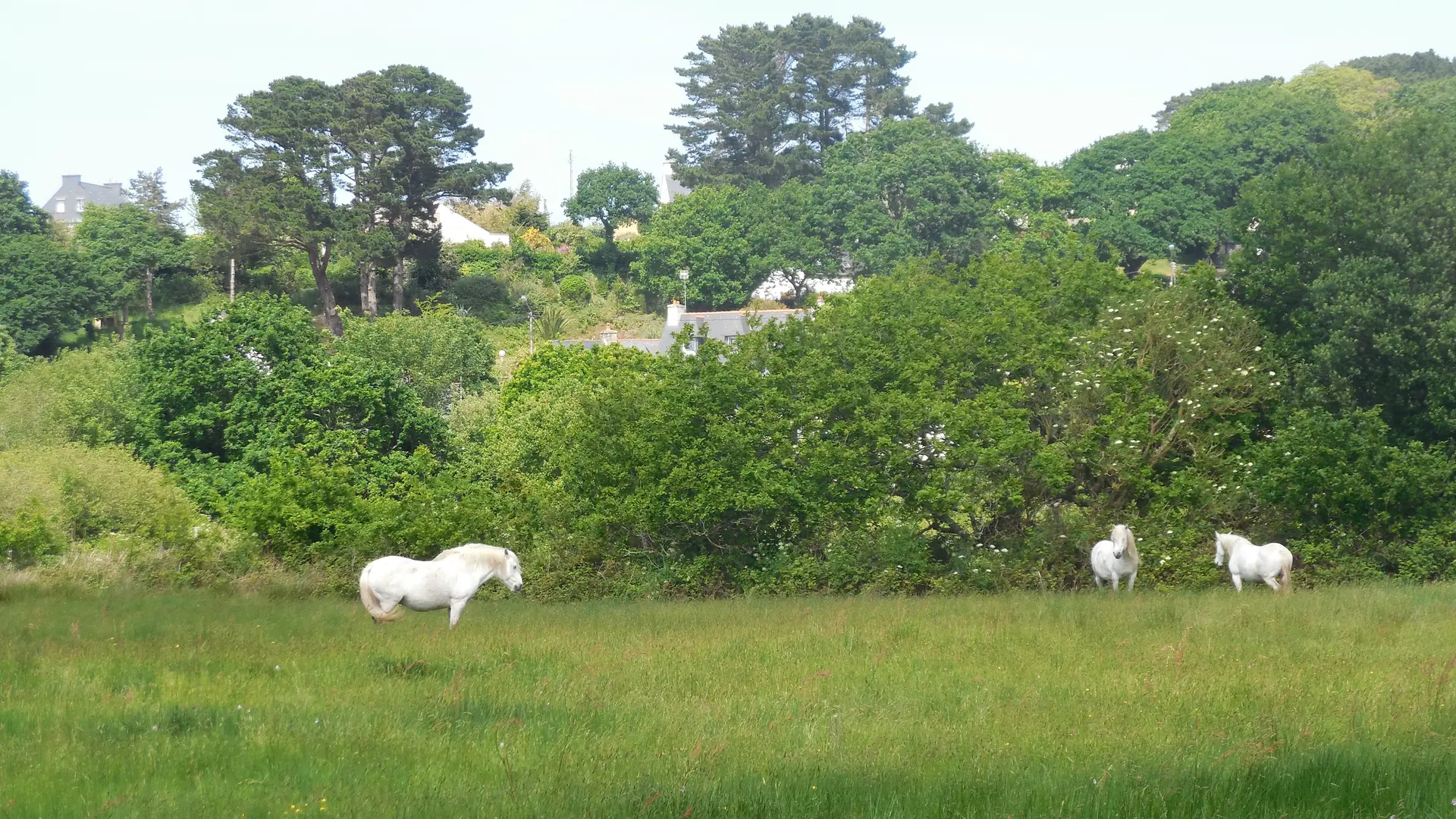 chevaux Trestel