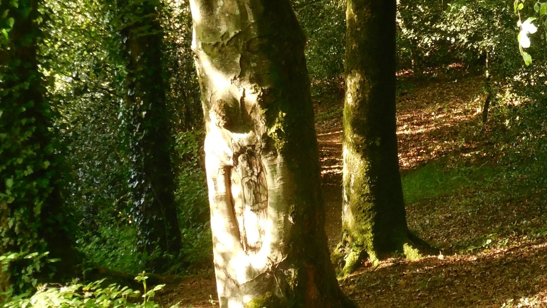 chemin vallée des papeteries rive droite