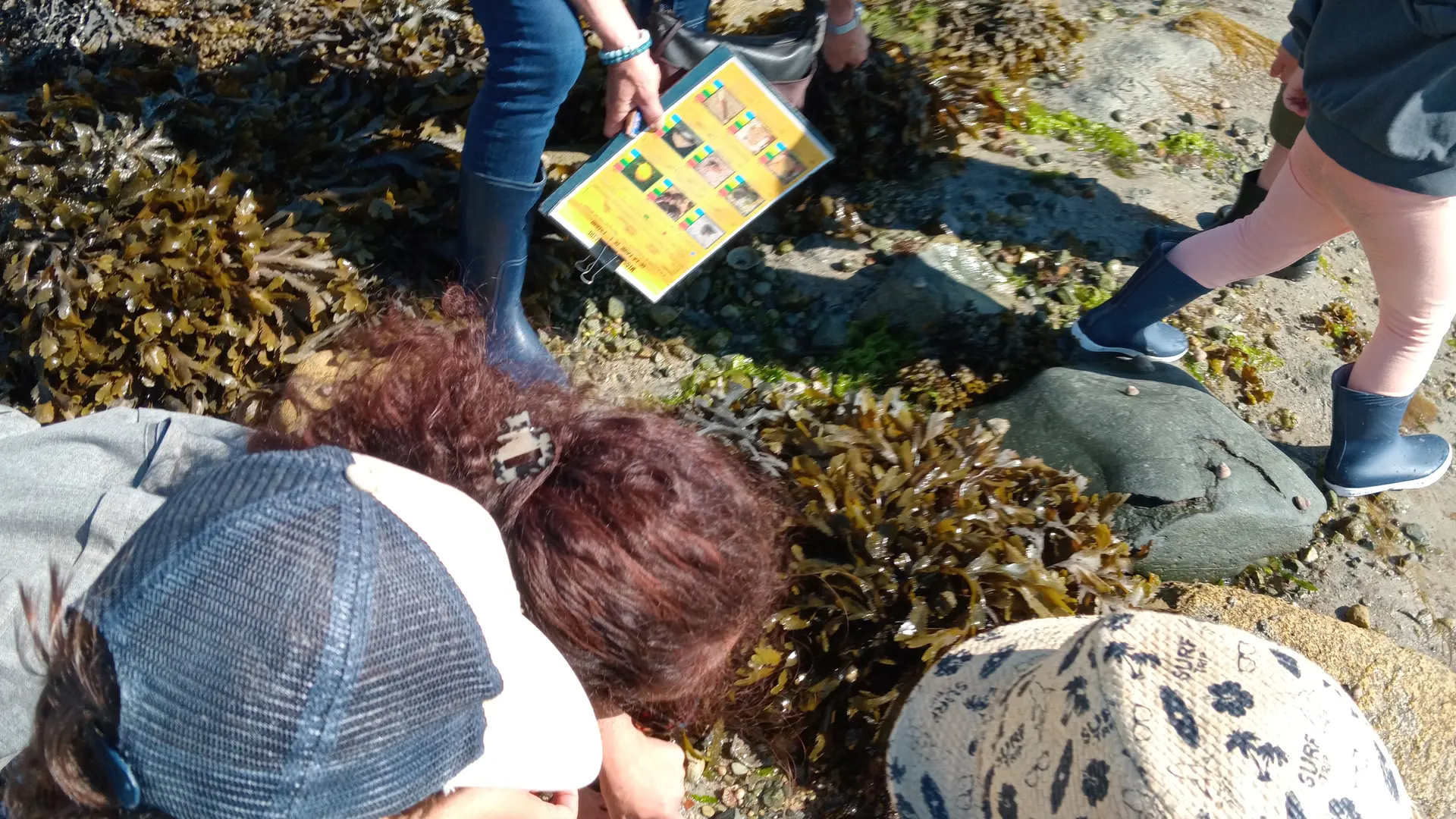 Decouverte de la biodiversité de l'estran