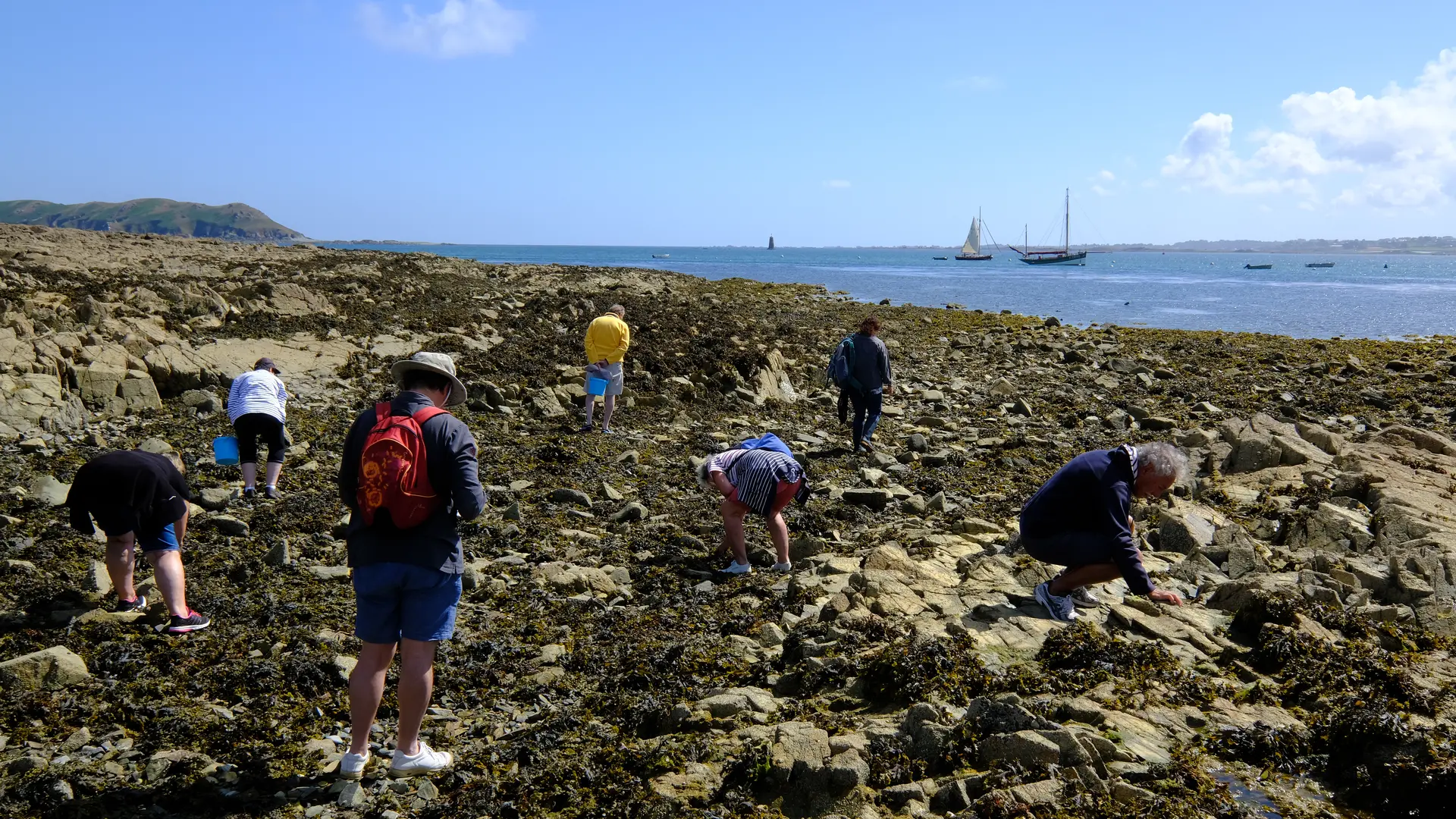 Decouverte de la biodiversité de l'estran