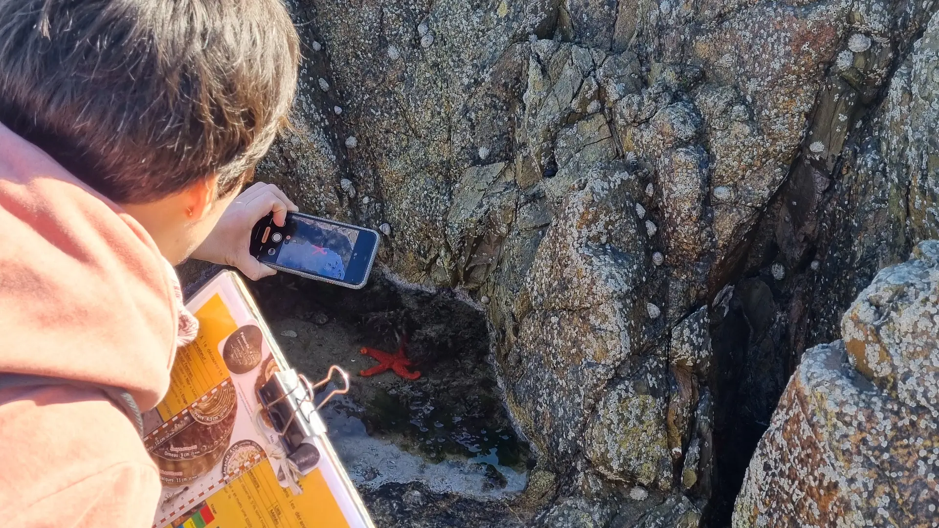 Decouverte de la biodiversité de l'estran