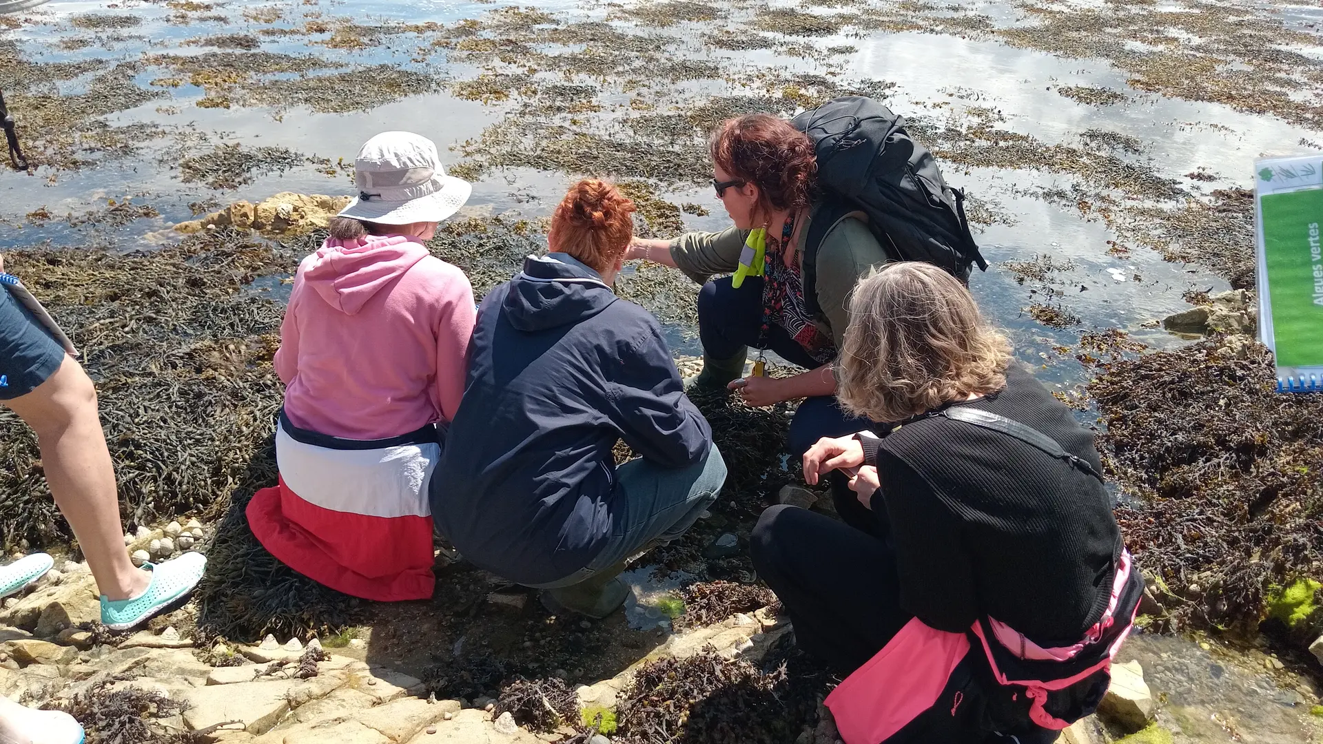 Des algues dans tous leurs états