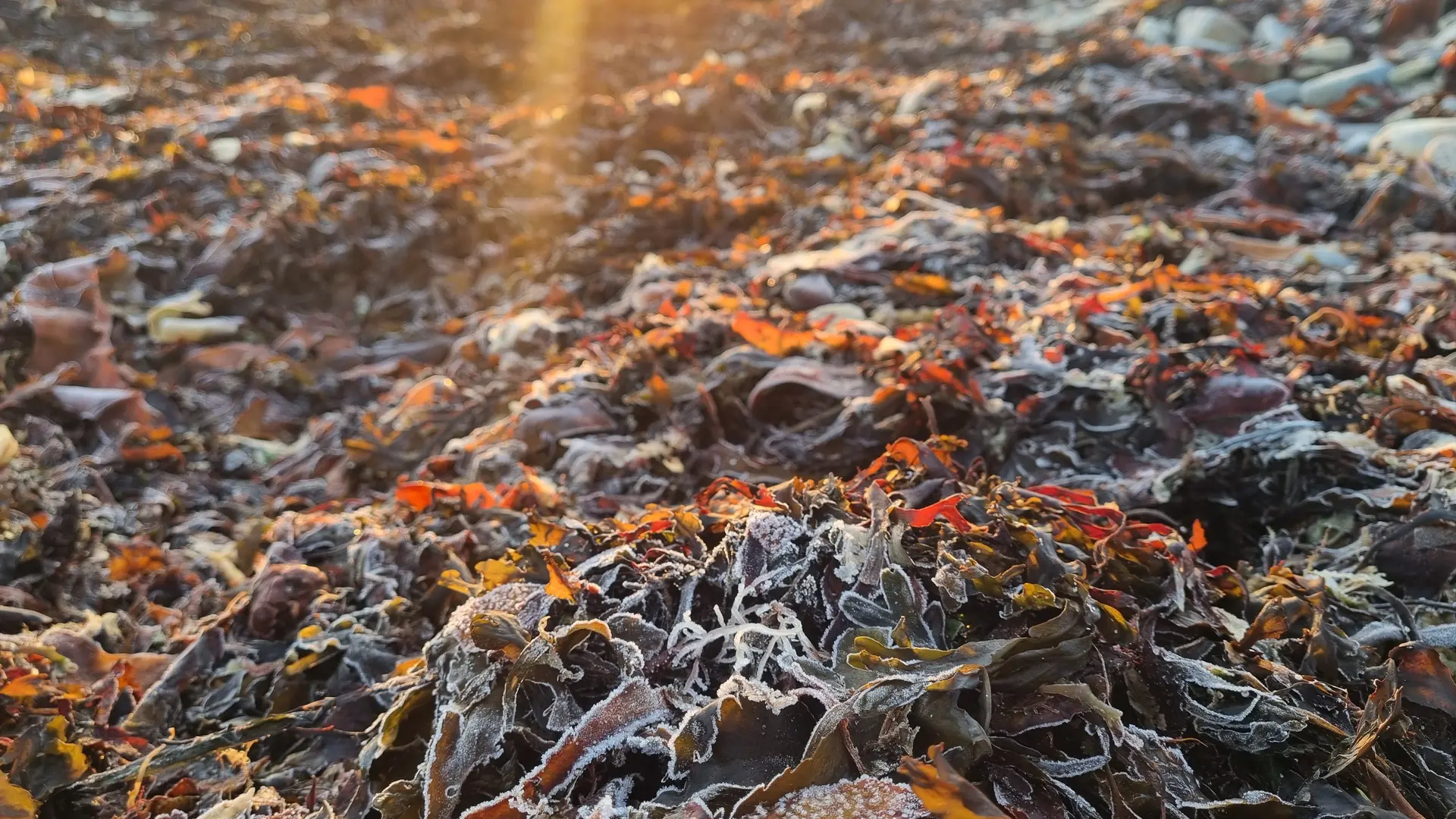 Des algues dans tous leurs états