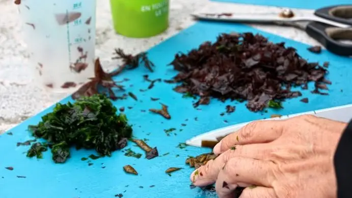 Detente-Origin-algues2