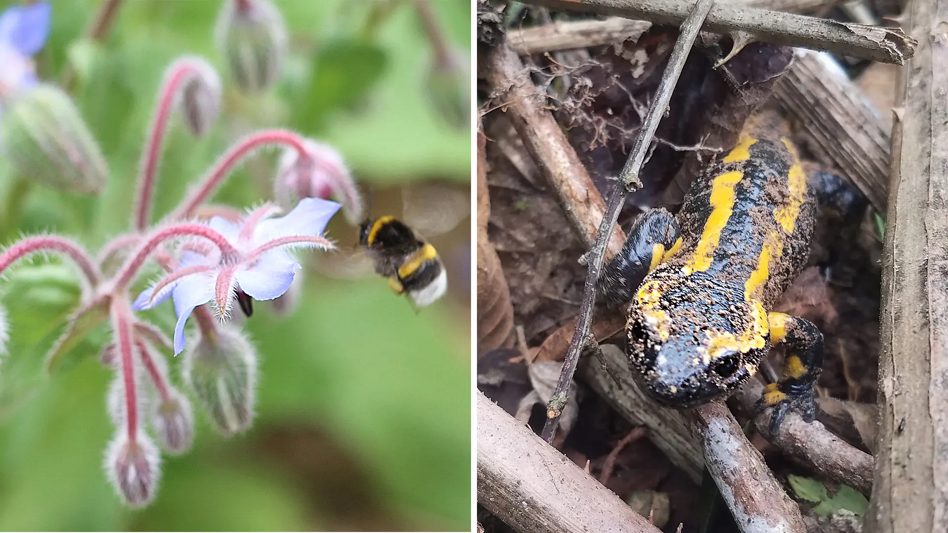 Ferme de Keranod (10)