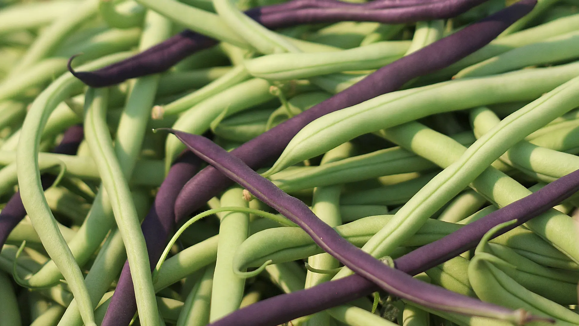 Ferme de Keranod (11)