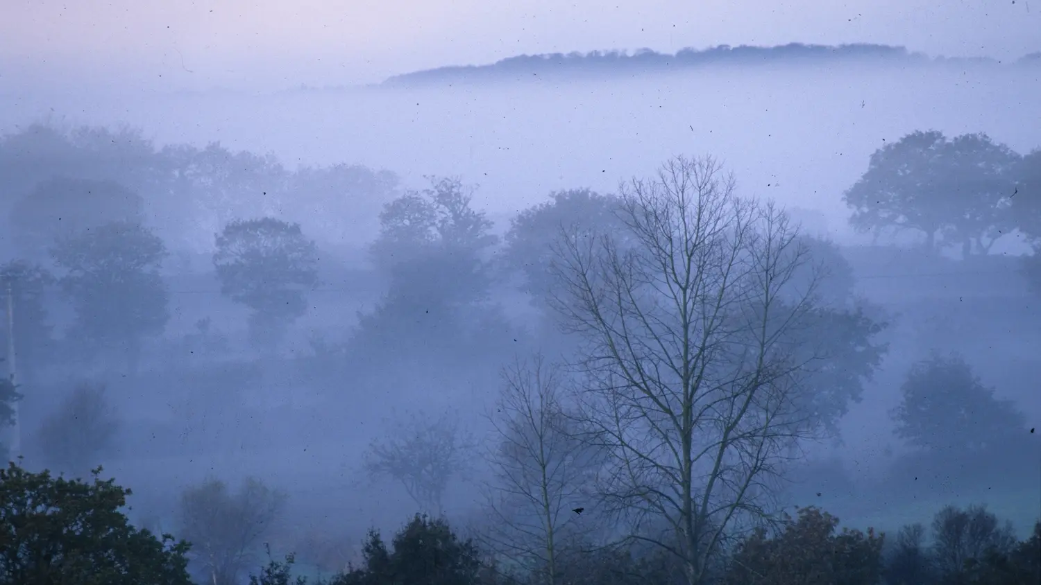 La forêt de Beffou