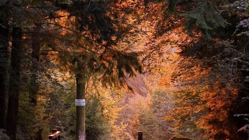 La forêt de Beffou