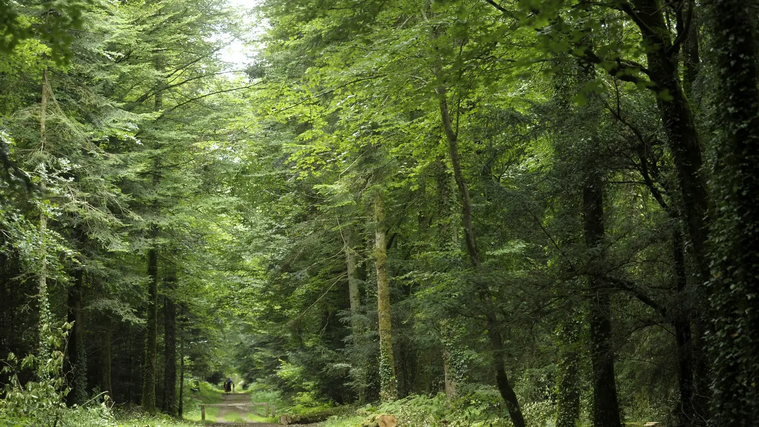 La forêt de Beffou