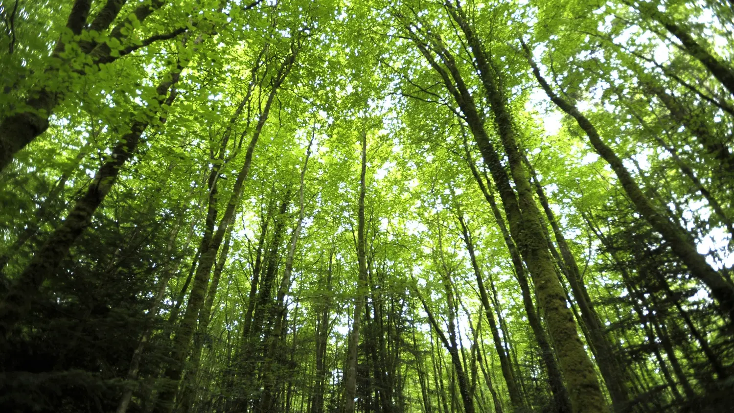 La forêt de Beffou