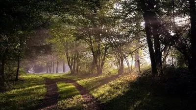 Forêt de Beffou