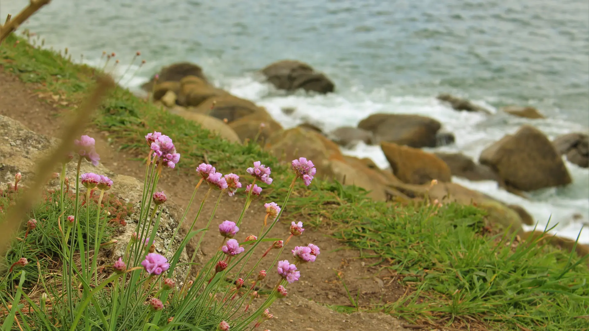 Fleurs sauvages