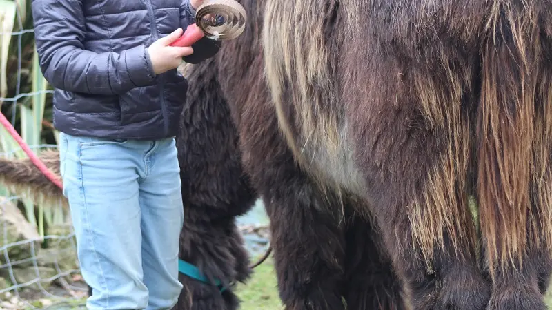 La combe aux ânes