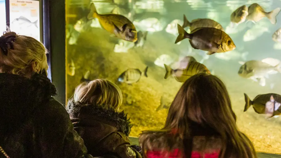 L'Oeil de Paco - Aquarium marin de Tregastel - 2019 - Minis (270)