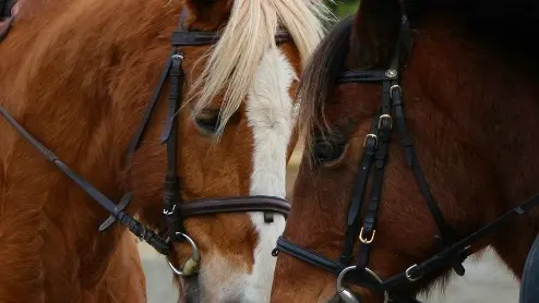 Lannion Equitation 2