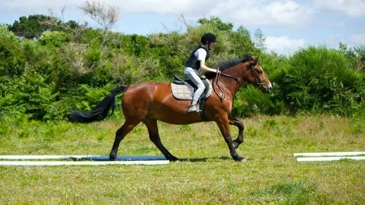 Lannion Equitation 4