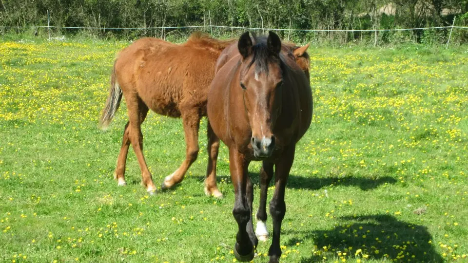 Lannion Equitation2