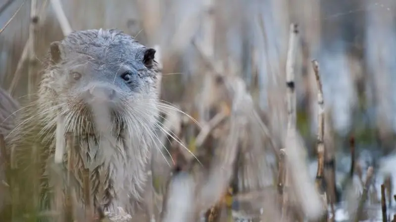 La loutre